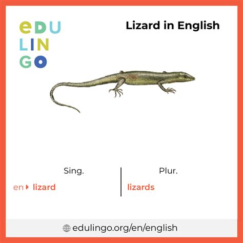 lizard traduction|lizard definition.